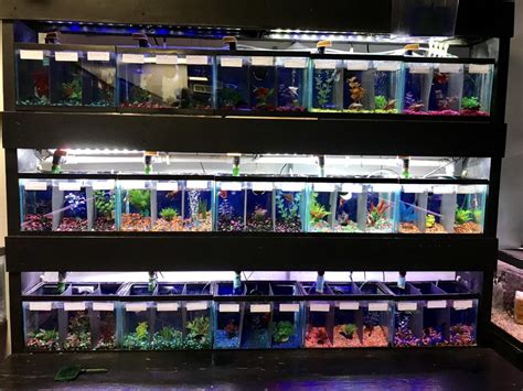 betta fish store